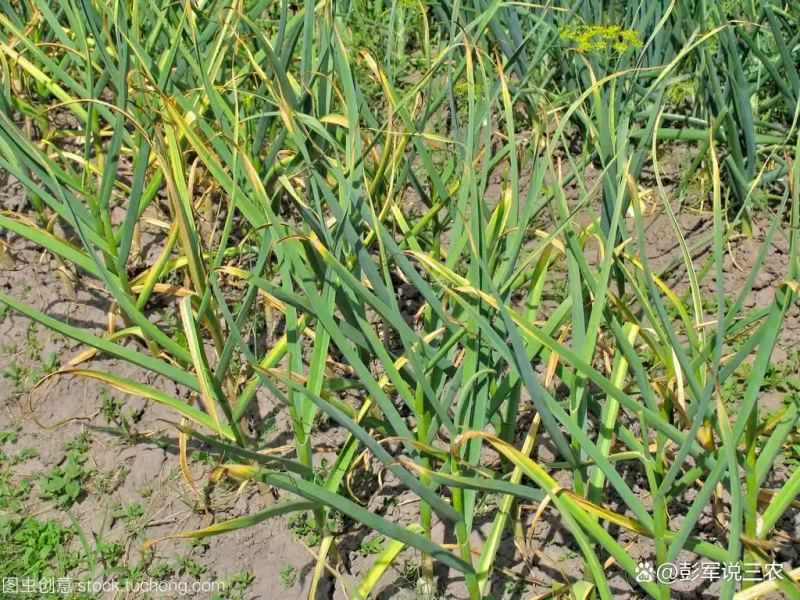 大蒜覆膜种植技术