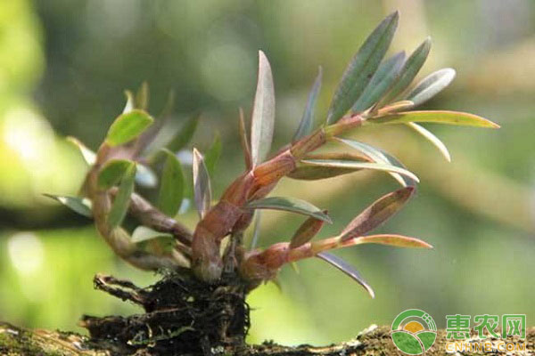 石斛盆景怎么种植方法