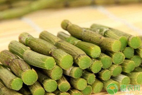 石斛盆景怎么种植方法