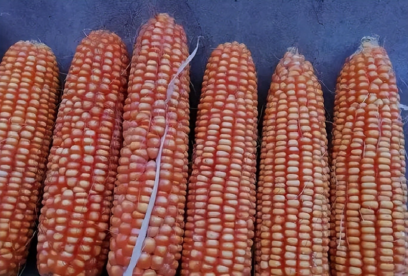 白头霜玉米品种特点