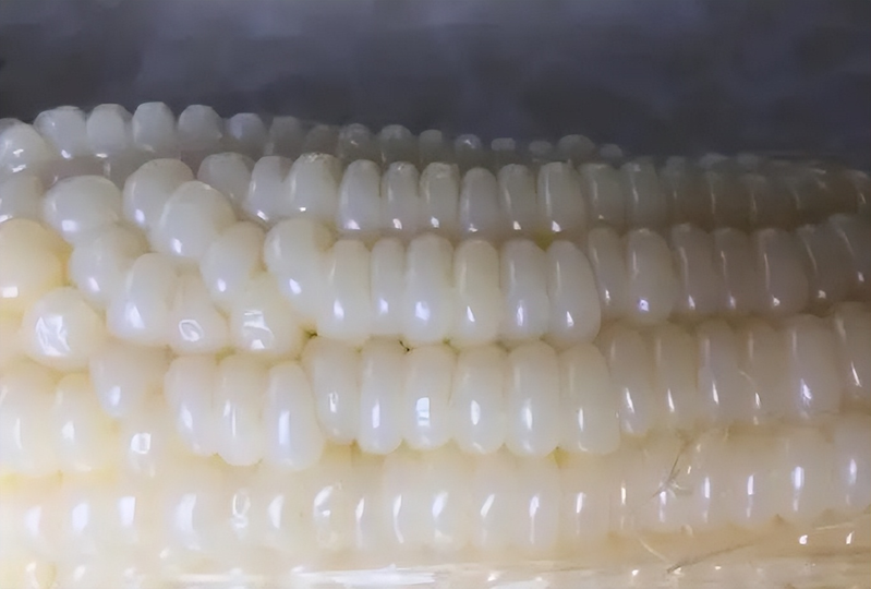 白头霜玉米品种特点