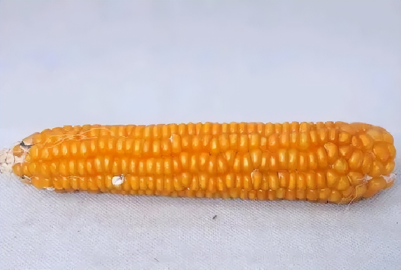 白头霜玉米品种特点