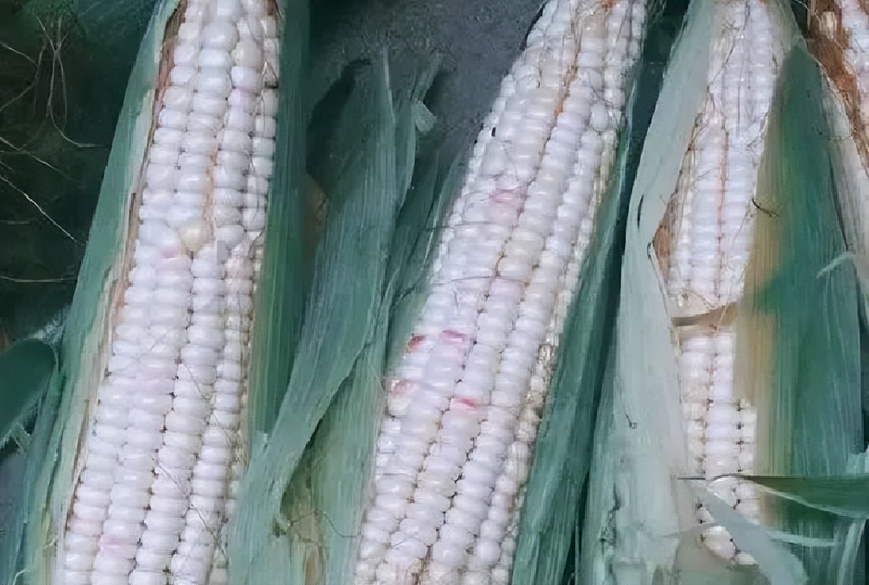 白头霜玉米品种特点