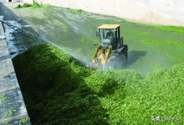 甜高粱种植技术
