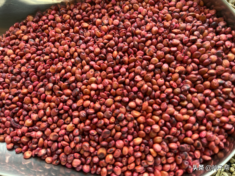 甜高粱种植技术