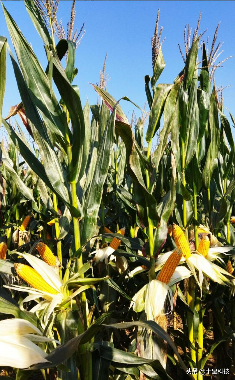 白头霜玉米品种特点