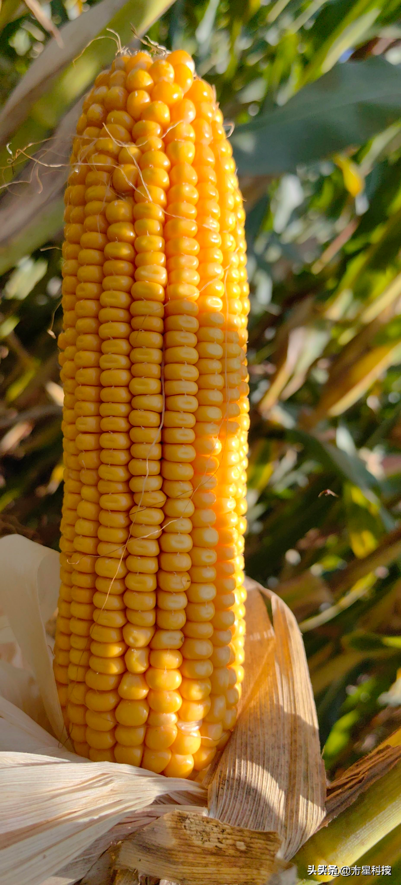 白头霜玉米品种特点