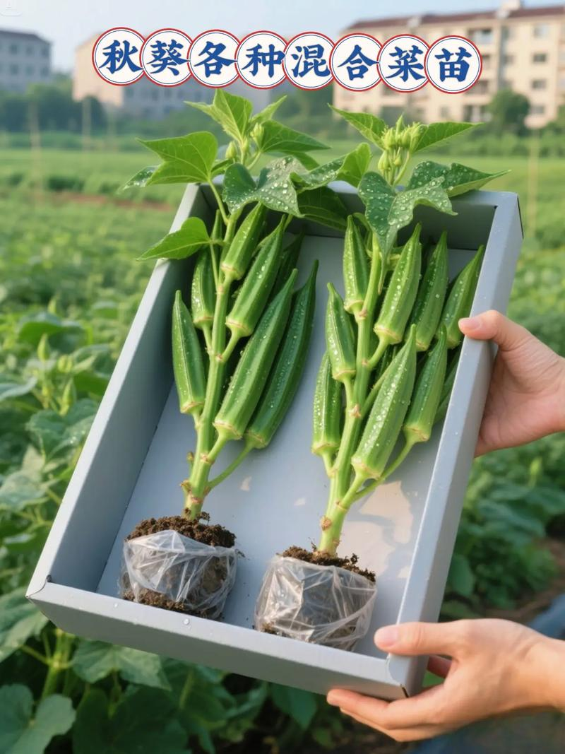 阳台秋葵的种植方法