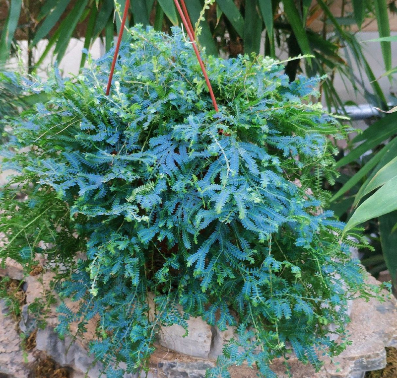 三叶草盆栽种植方法