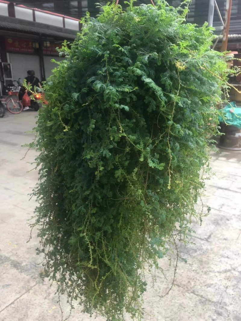 三叶草盆栽种植方法