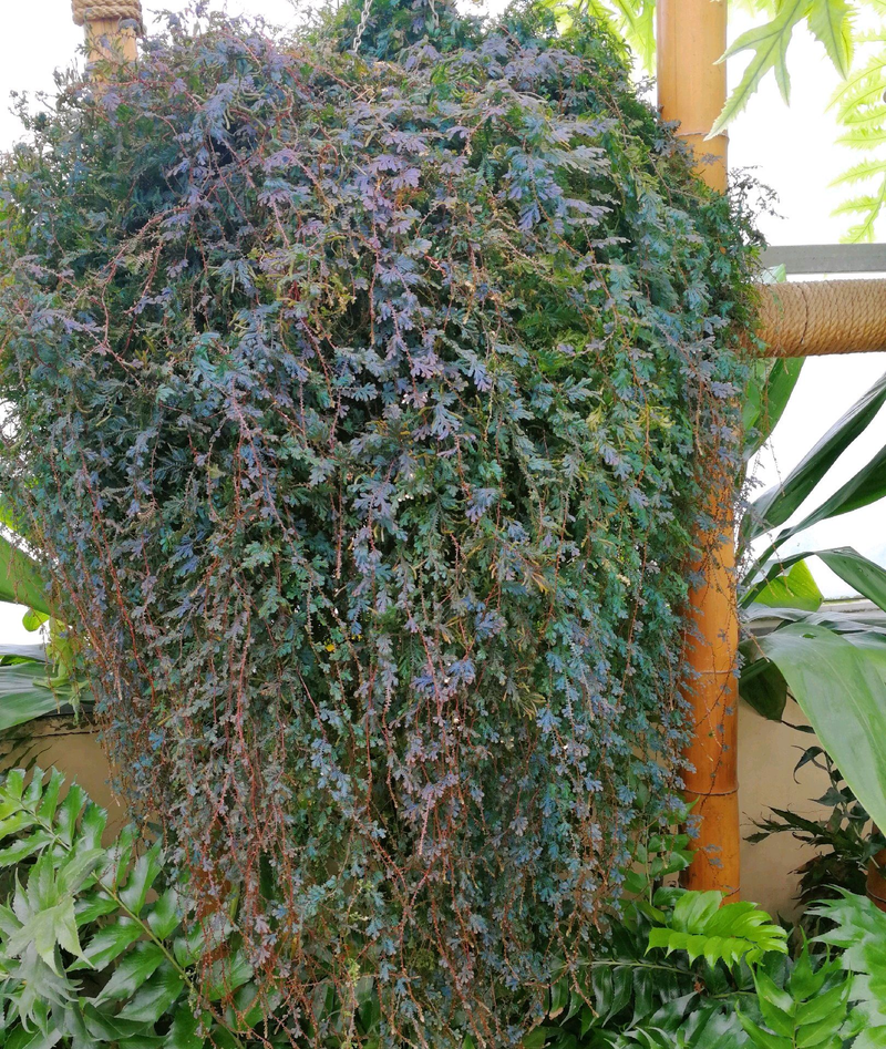 三叶草盆栽种植方法