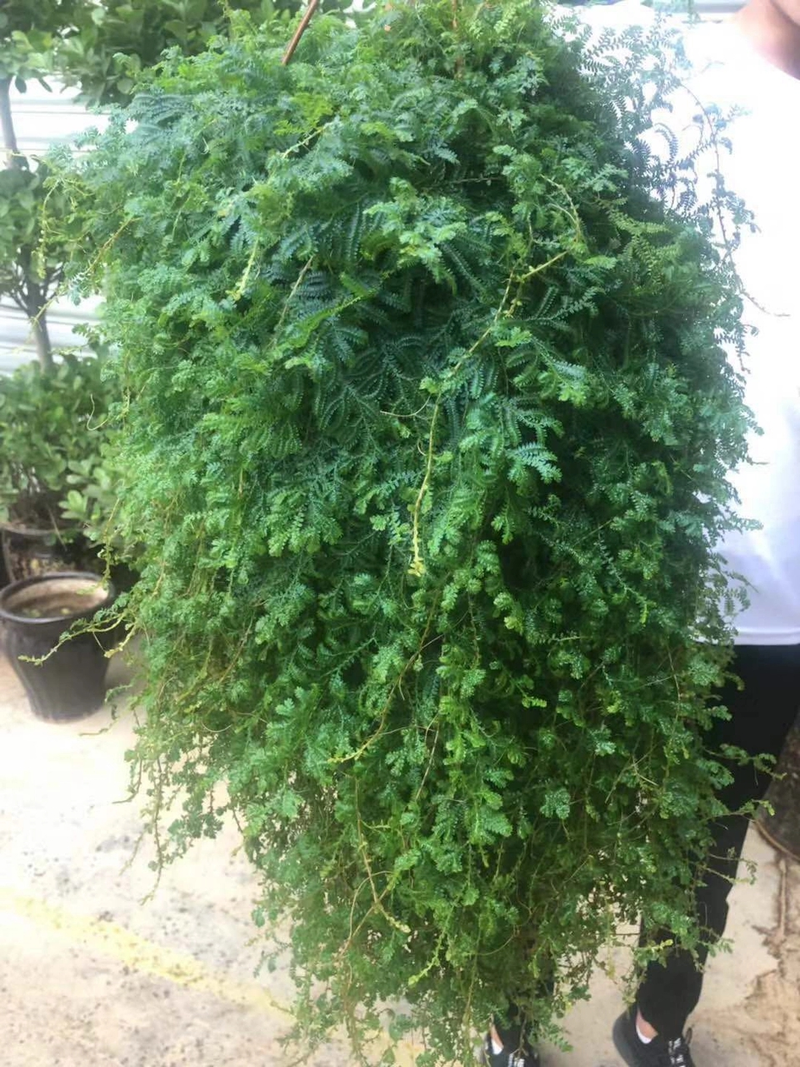 三叶草盆栽种植方法