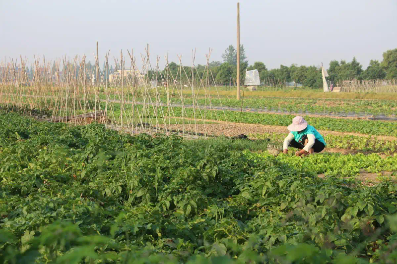 阳台秋葵的种植方法