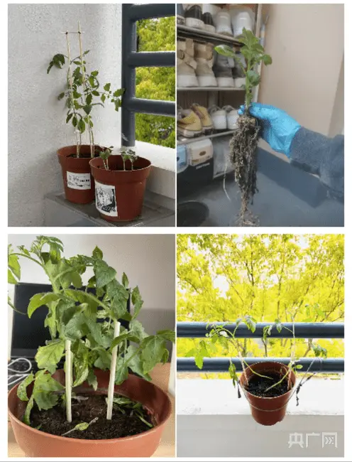 小番茄种子的种植方法