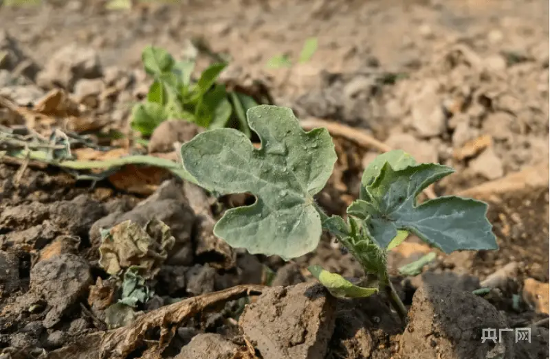 小番茄种子的种植方法