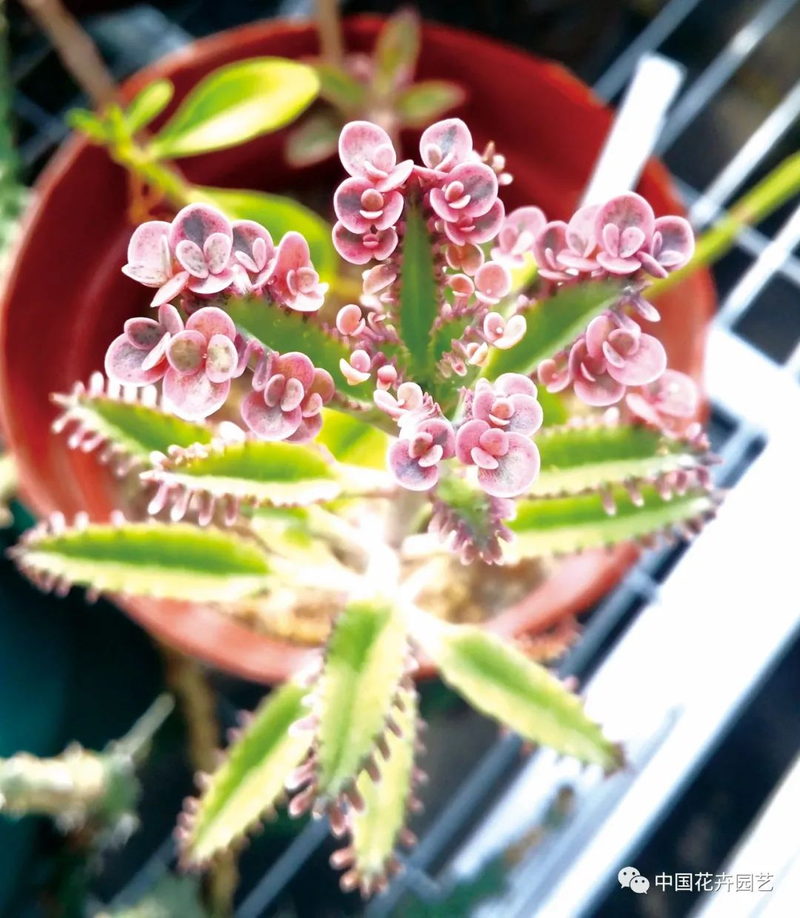 三叶草盆栽种植方法