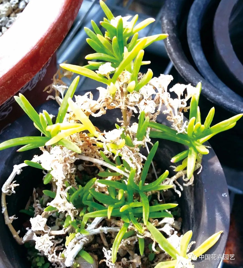 三叶草盆栽种植方法