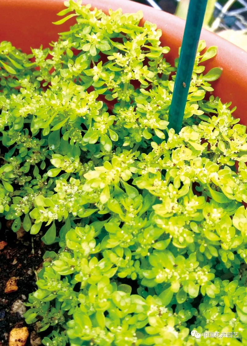 三叶草盆栽种植方法