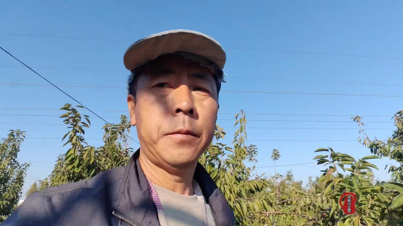 樱桃树苗的种植方法