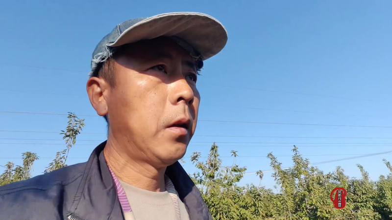 樱桃树苗的种植方法