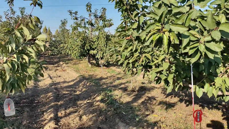樱桃树苗的种植方法
