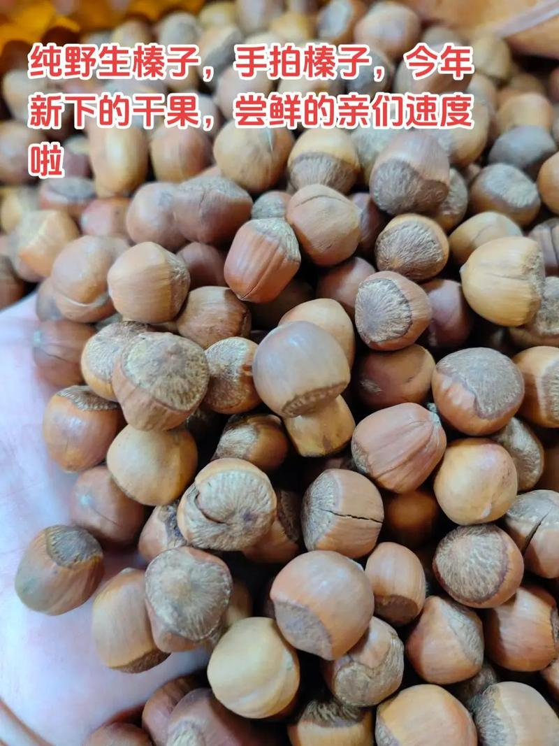 美国大榛子 种植技术