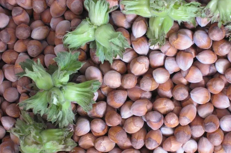 【科普赋能林区高质量发展】林区种植户们注意了~ 省林科院专家为您推荐寒地大果榛子栽培技术