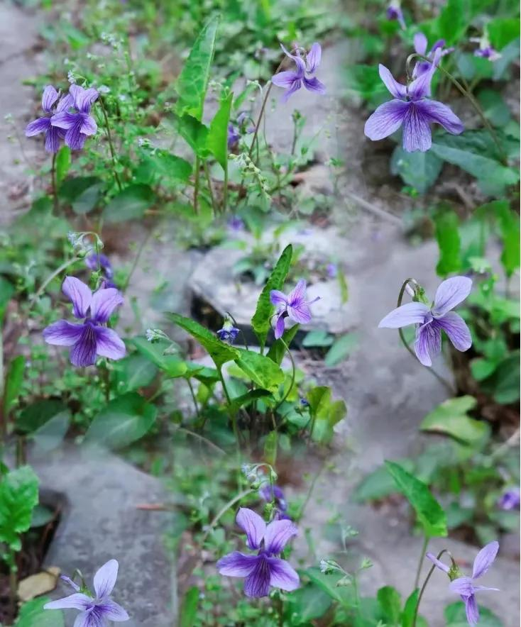 三叶草盆栽种植方法