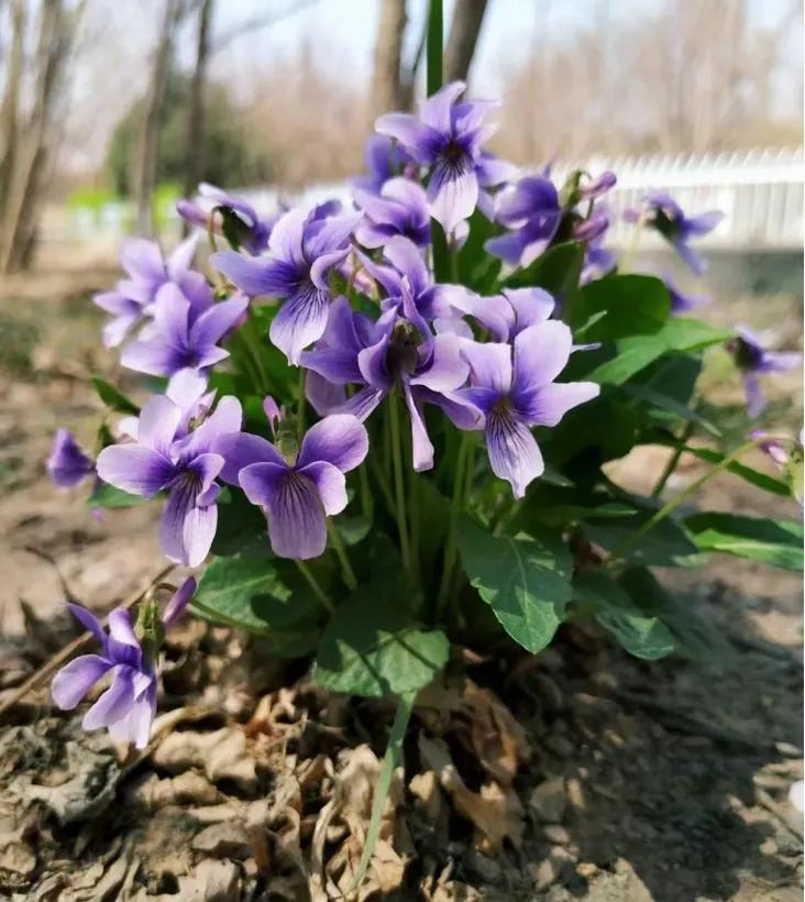 三叶草盆栽种植方法