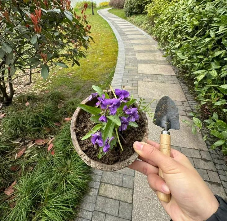 三叶草盆栽种植方法