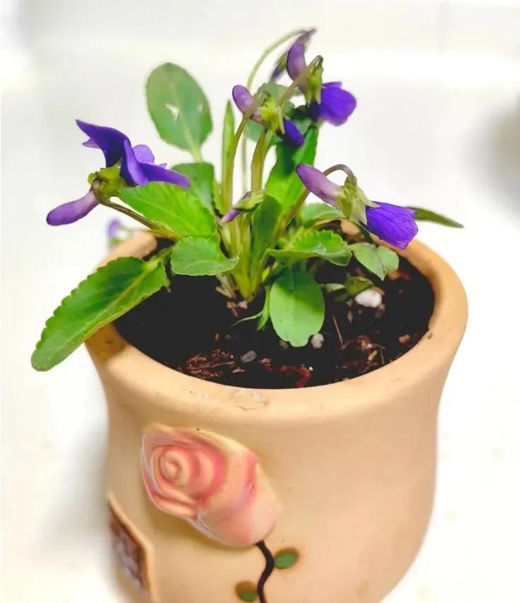 三叶草盆栽种植方法