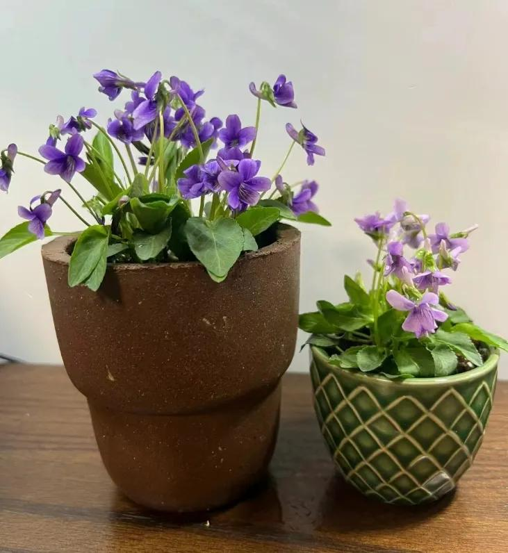 三叶草盆栽种植方法