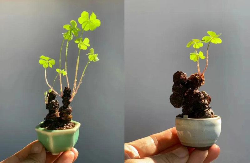 三叶草盆栽种植方法