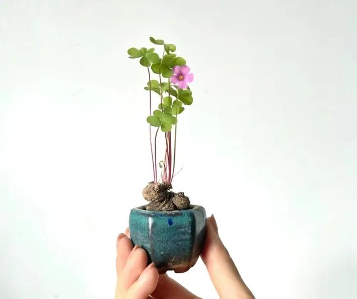 三叶草盆栽种植方法