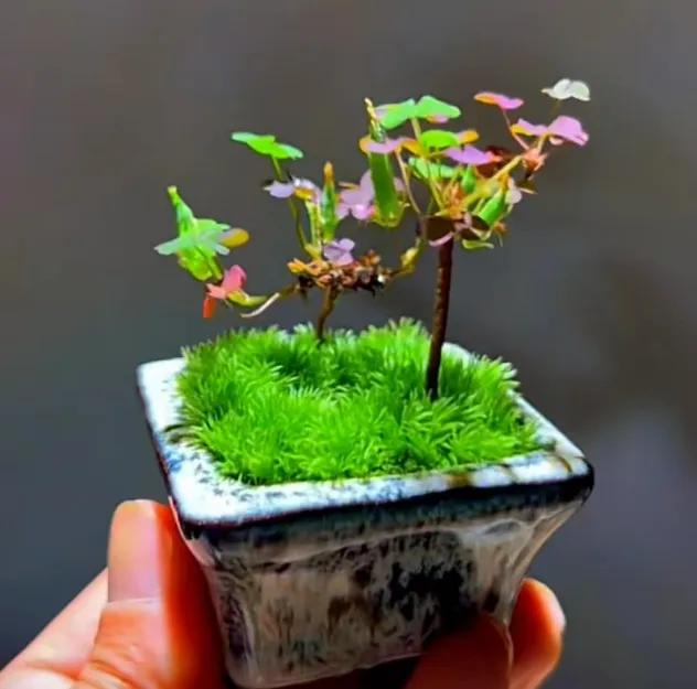 三叶草盆栽种植方法