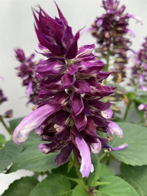 The way the balcony is grown