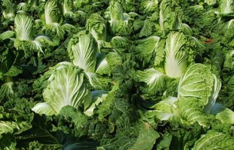 早春大白菜种植技术