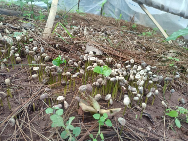 The method of wild sand onions growing in the field