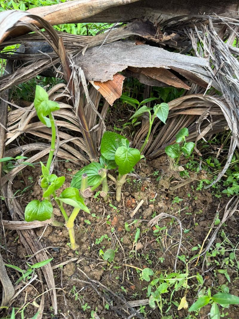The method of wild sand onions growing in the field