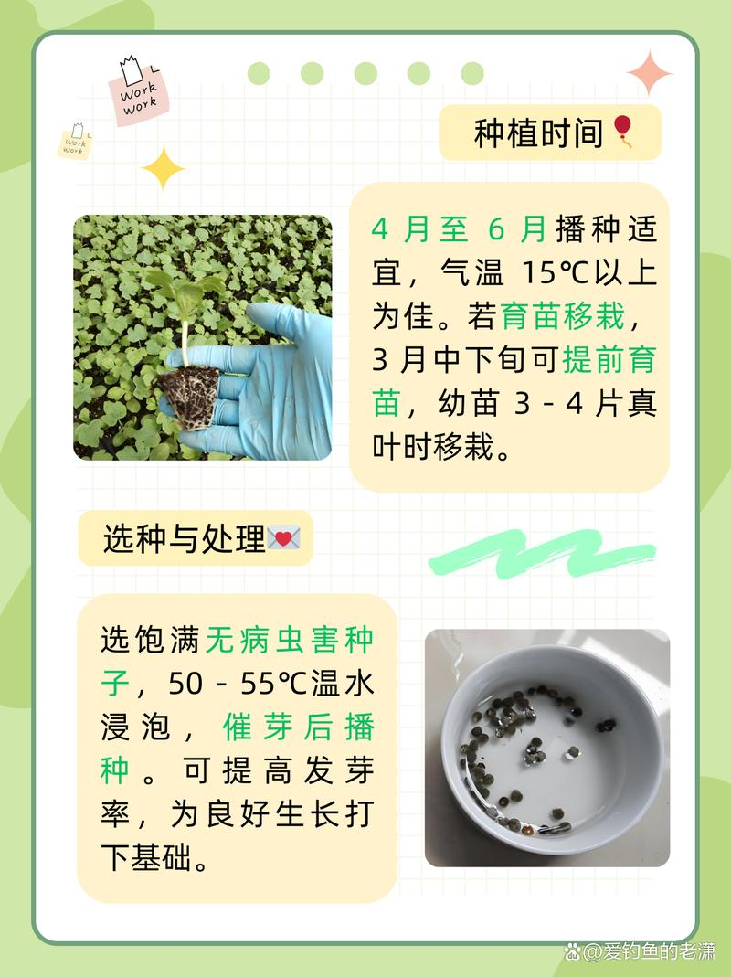 秋葵的种植方法时间