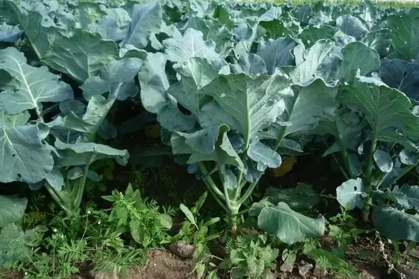 西兰花种植方法大全