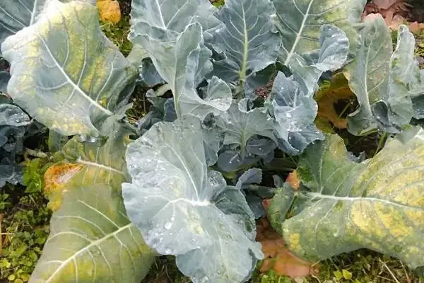 西兰花种植方法大全