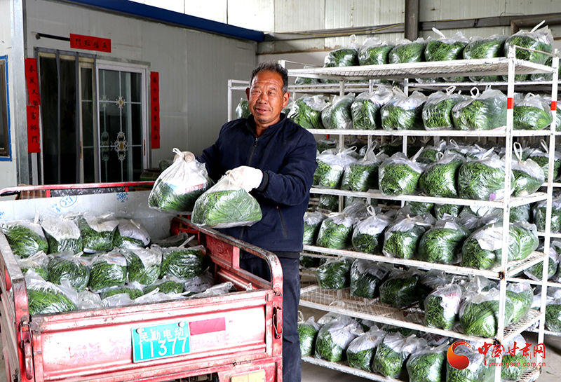 野沙葱野外种植方法
