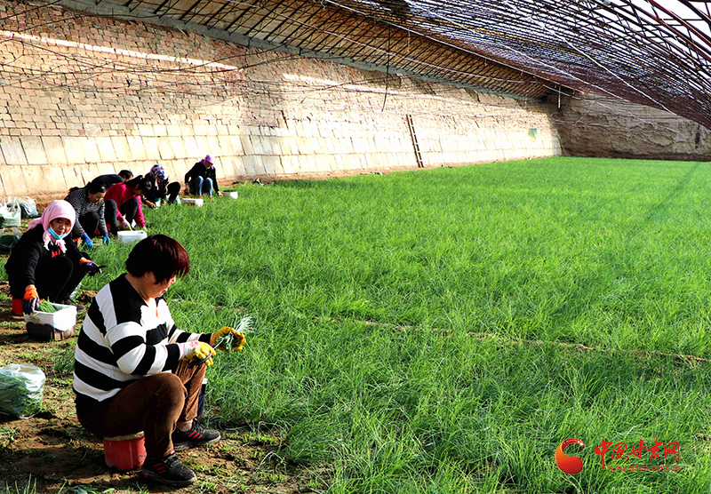 野沙葱野外种植方法