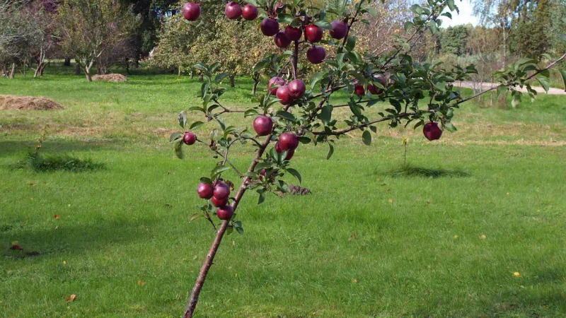 It's good for new fruit trees in the north