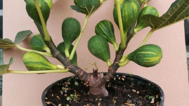 It's good for new fruit trees in the north