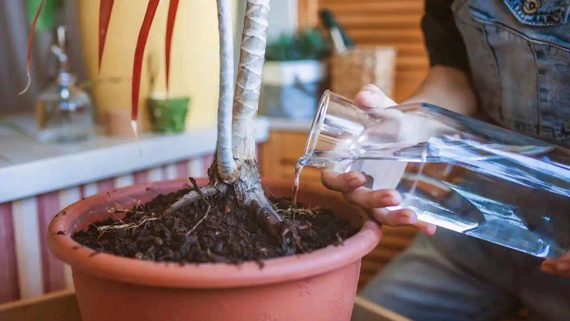 It's good for new fruit trees in the north