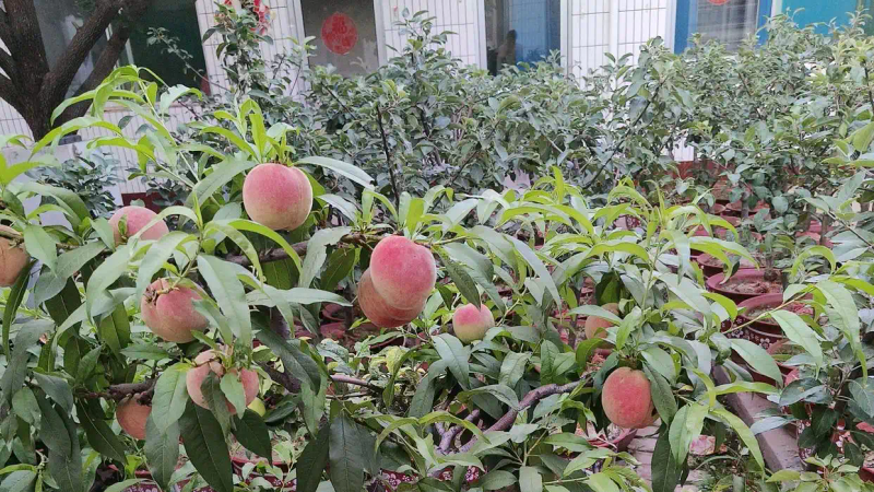 It's good for new fruit trees in the north