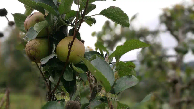 It's good for new fruit trees in the north