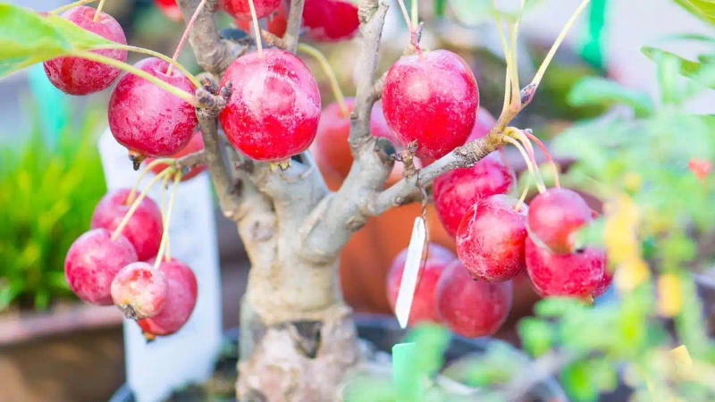 It's good for new fruit trees in the north